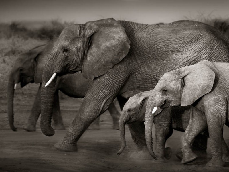 Walk Together Walk Together